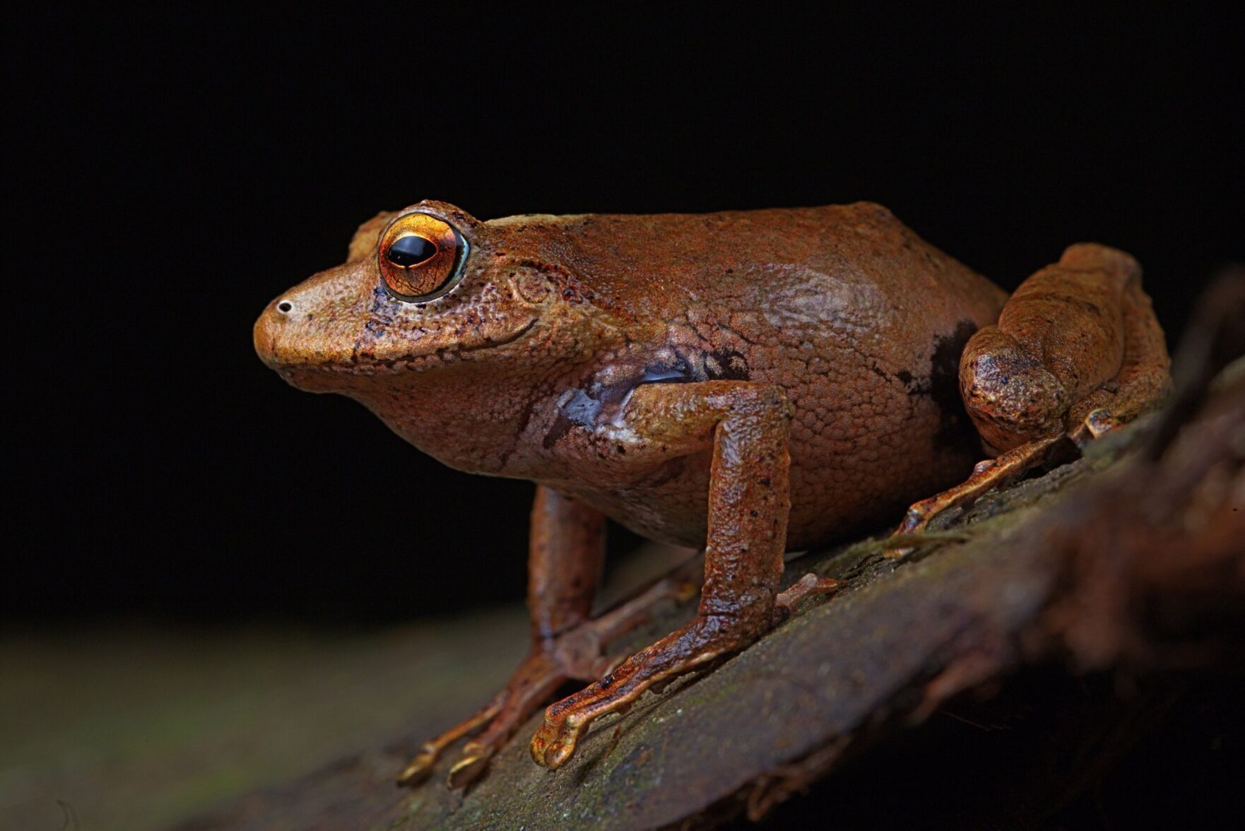 Three new frog species discovered in remote part of Andes